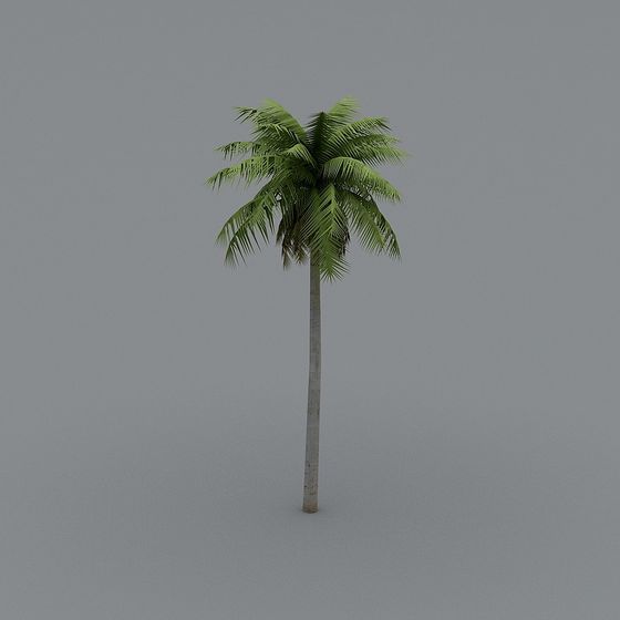 Tropical Coconut Tree 3D model