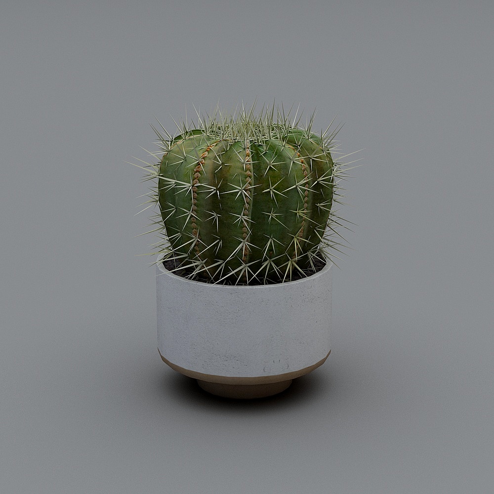 Cactus ornamental
