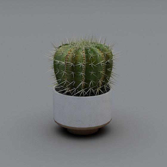 Cactus ornamental