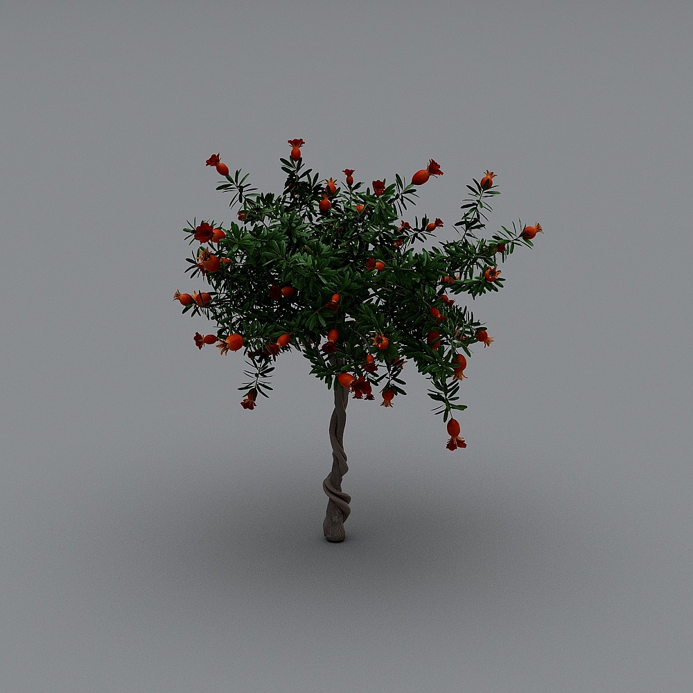 Albero di Melograno