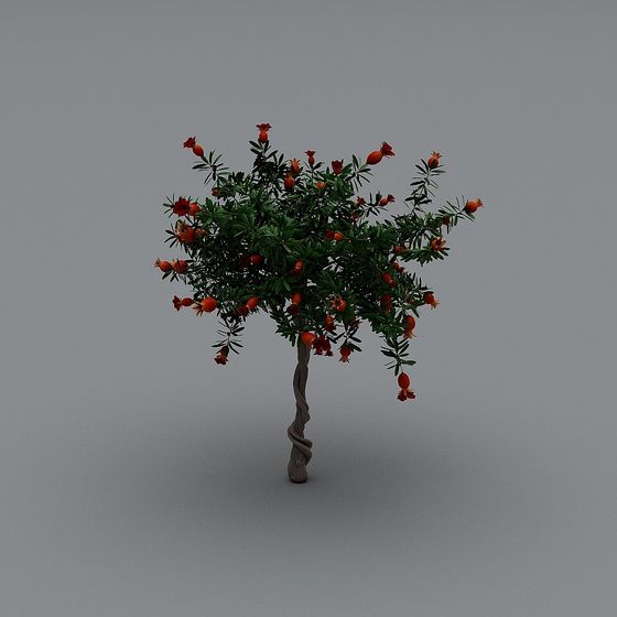 Albero di Melograno