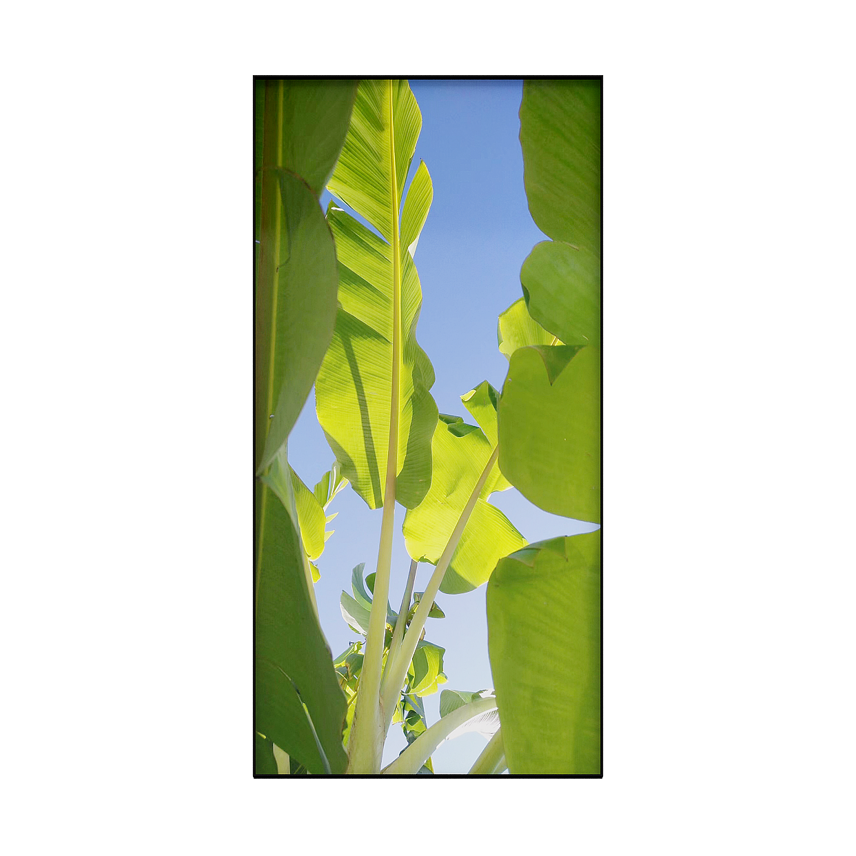 Tropical Banana Leaf 3D Model – High Detail Low-Poly