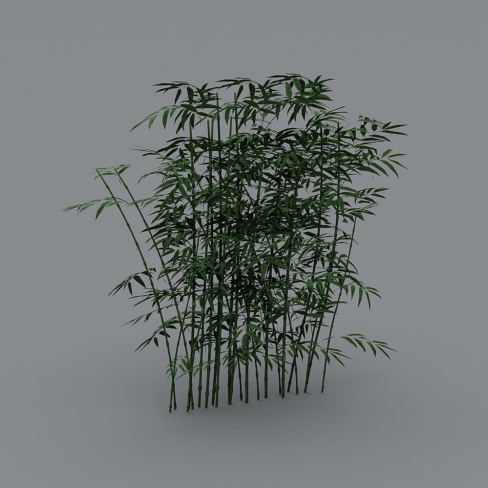 Bambou (9)