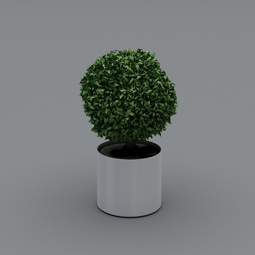 petites plantes vertes