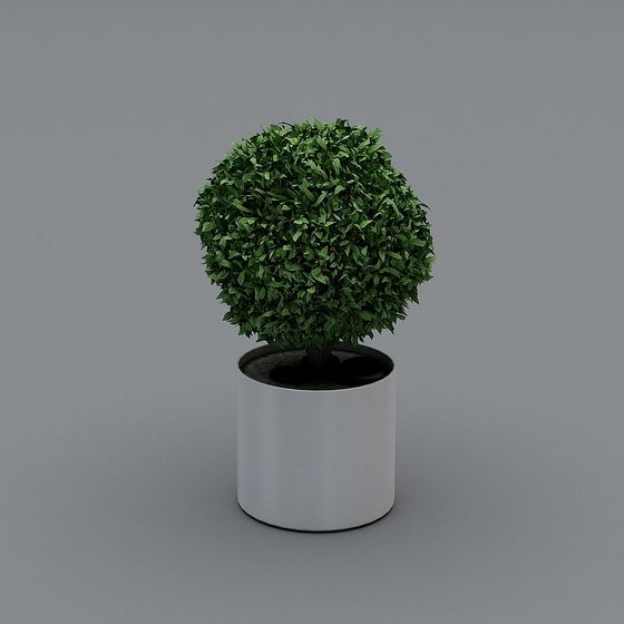 petites plantes vertes