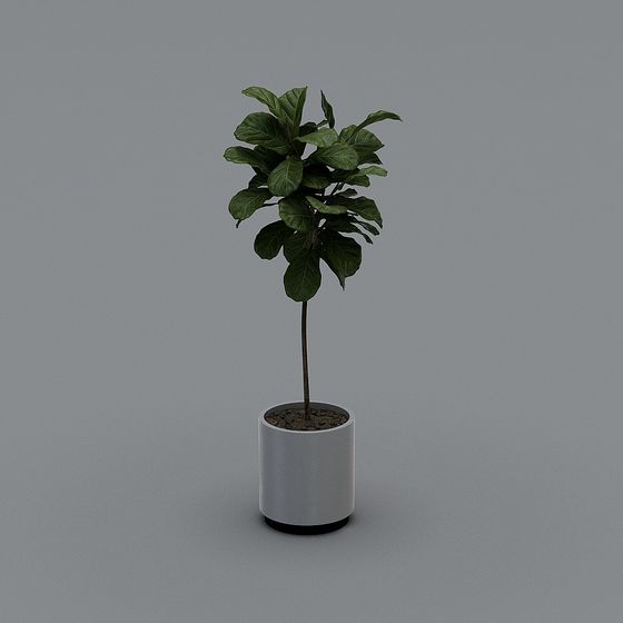 Lush Fiddle Leaf Fig 3D model for Creative Projects