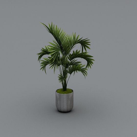 Lively Palm Tree 3D Model for Creative Projects