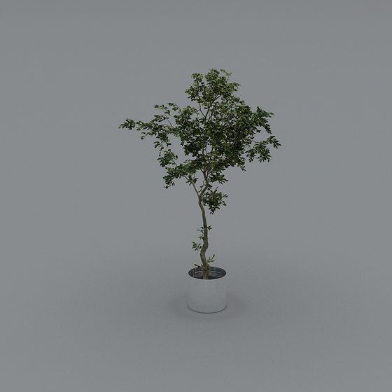 Indoor Green Plant 3D Model