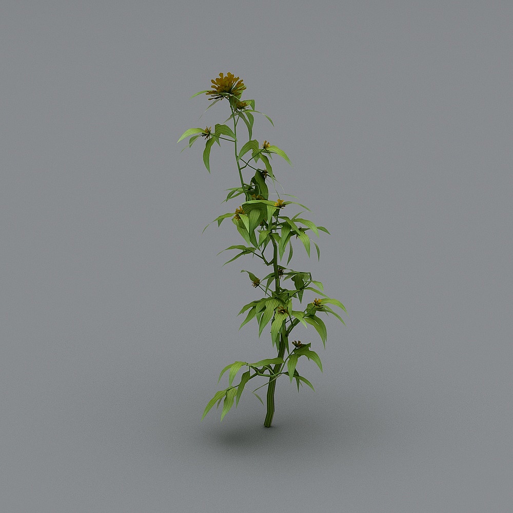 Pianta da Esterno-74 foglia verde