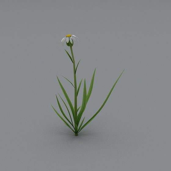 Low-Poly Daisy 3D model for Creative Projects