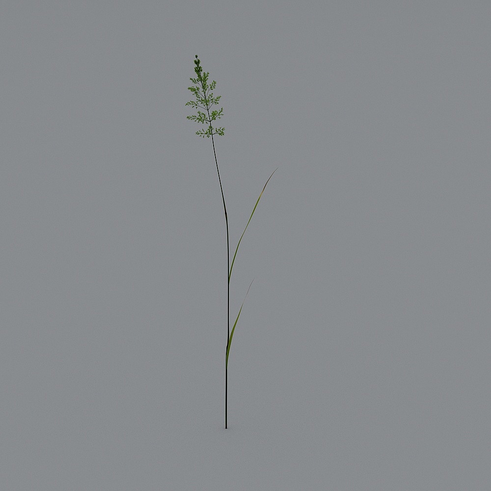 Outdoor-66 green plants