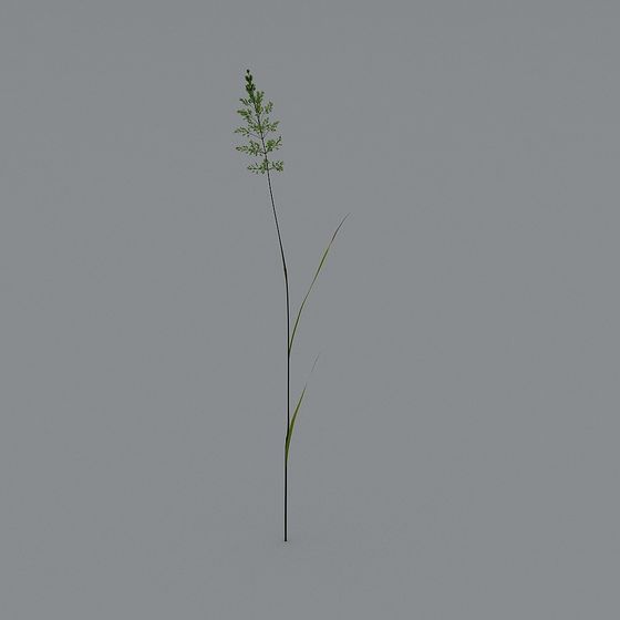 Herbaceous Plant 3D Model