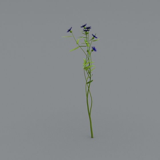 Charming Cornflower 3D Model