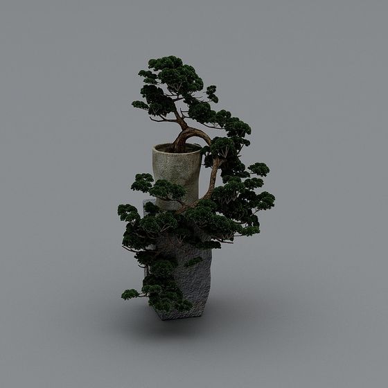 Cây Cảnh Ngoài Trời-13