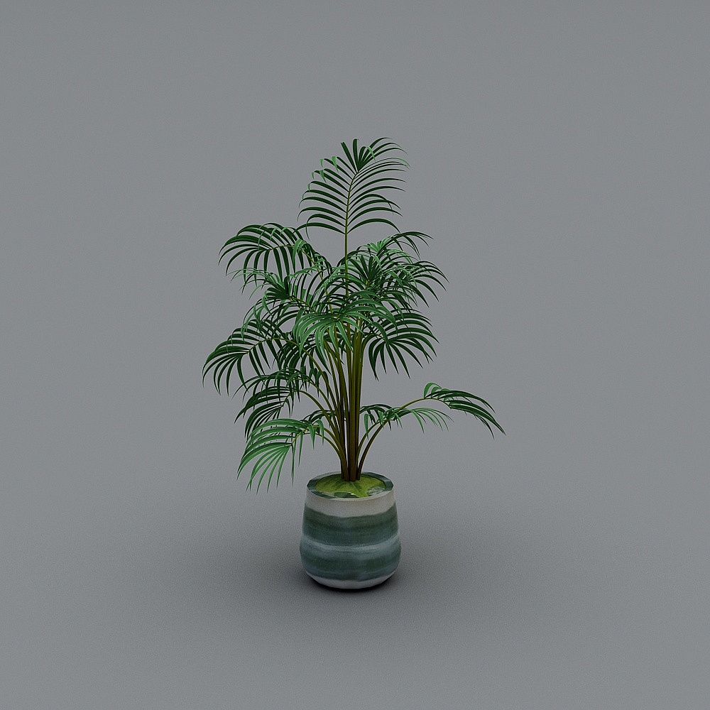 Cây cảnh ngoài trời-2