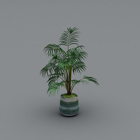 Cây cảnh ngoài trời-2