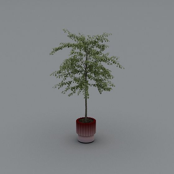 Cây trồng trong nhà