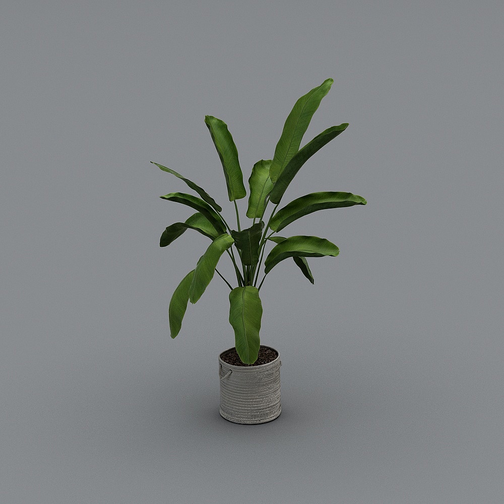 Cây trồng trong nhà