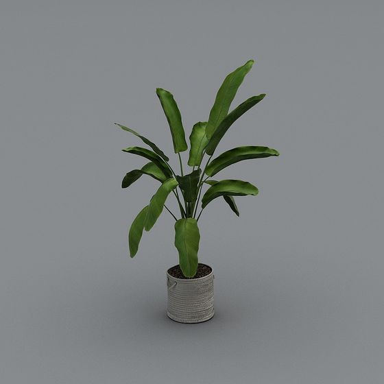 Cây trồng trong nhà