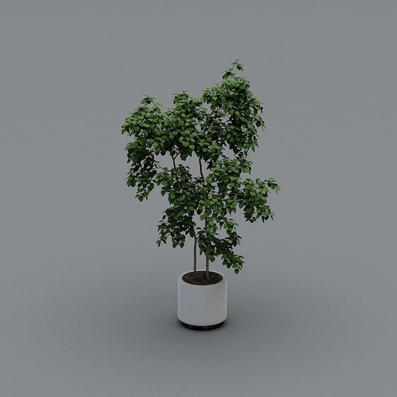 Lively Indoor Plant 3D model for Creative Spaces