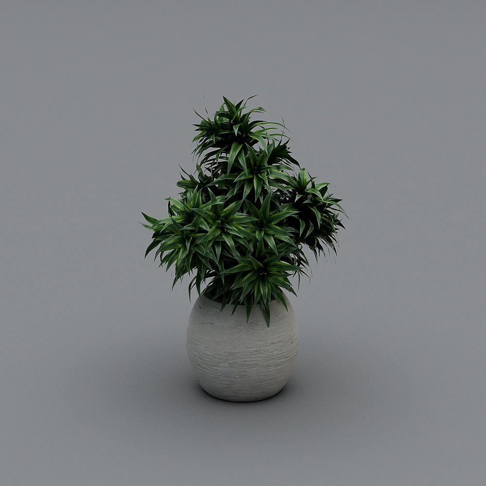 พืชในร่ม