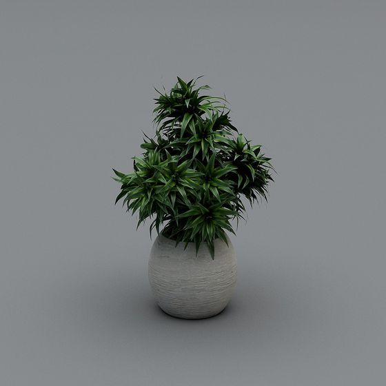 พืชในร่ม