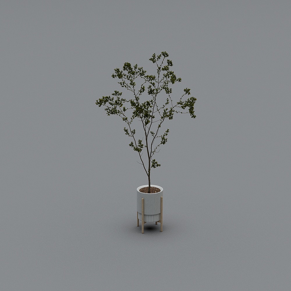 Cây trồng trong nhà