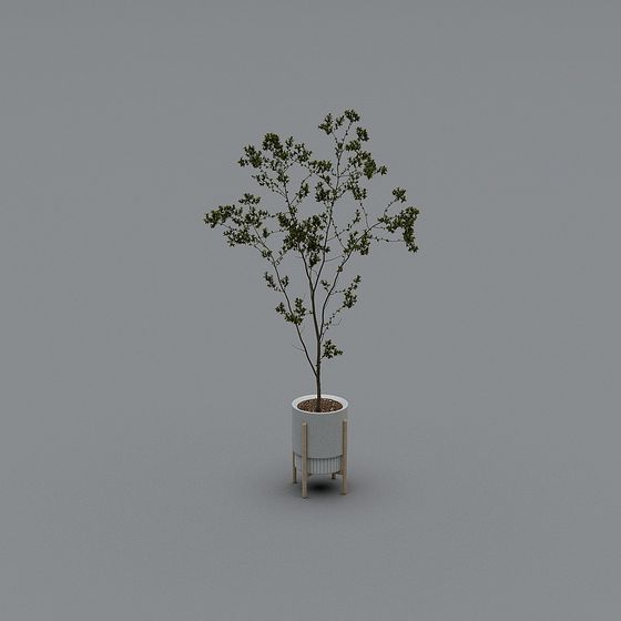 Cây trồng trong nhà