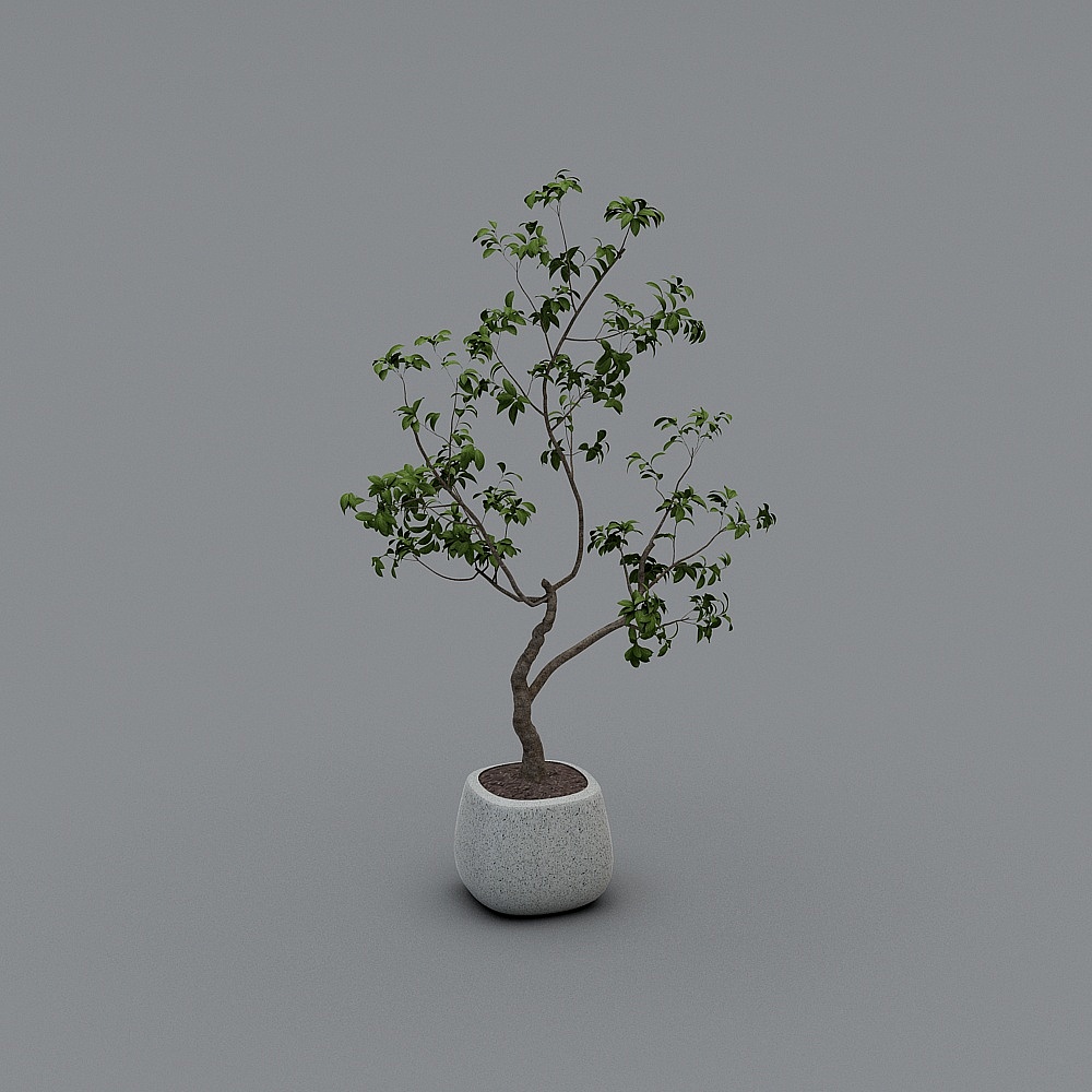 Cây trồng trong nhà