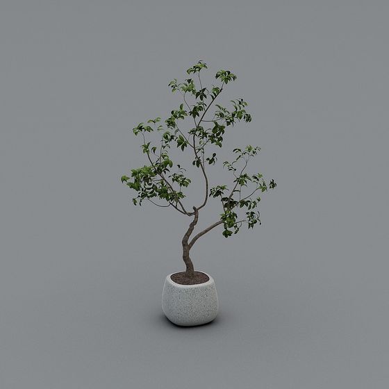 Cây trồng trong nhà