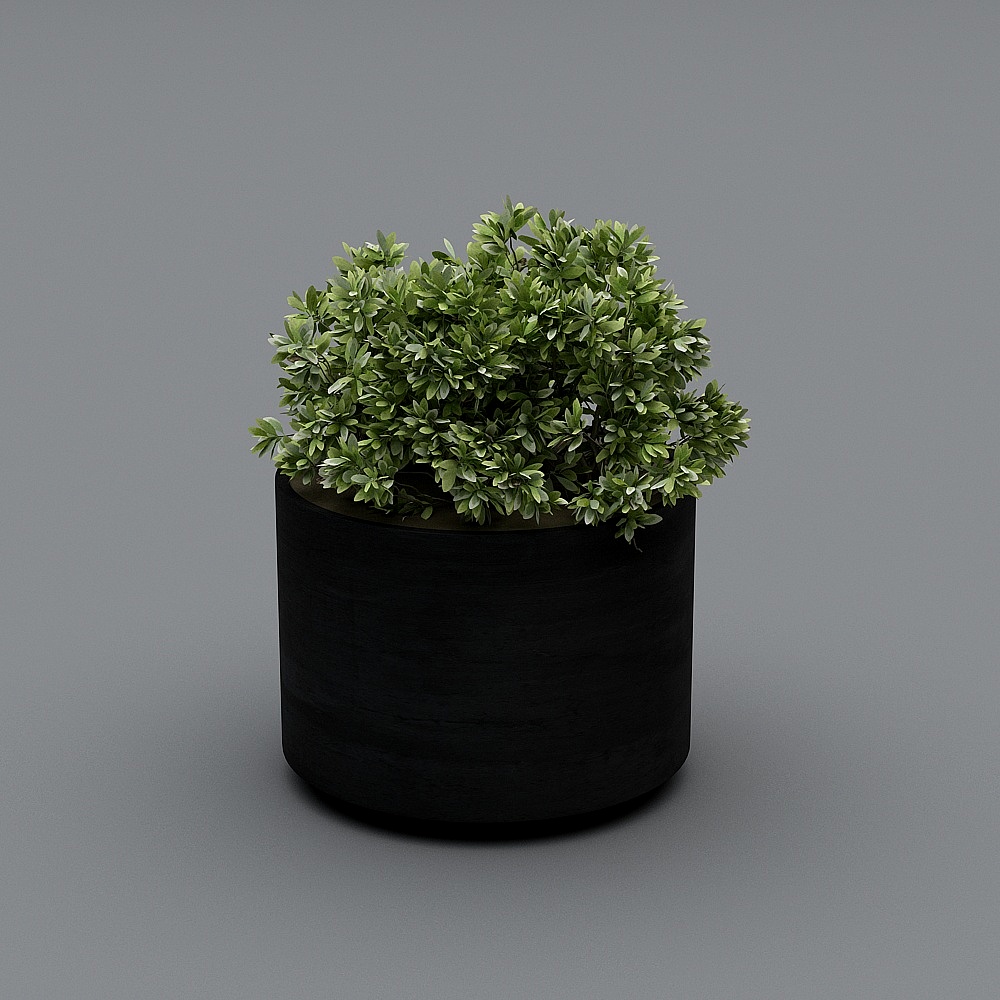 Pianta per Appartamento