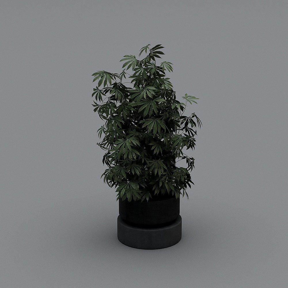 Pianta in Vaso Interna