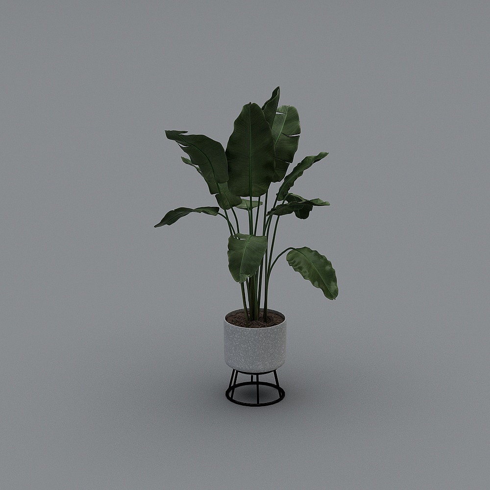 Vibrant Tropical Banana Plant 3D Model