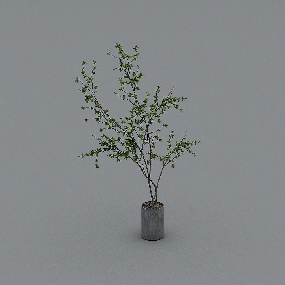 พืชในร่ม