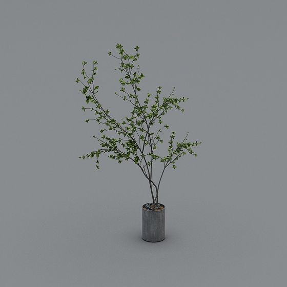 พืชในร่ม