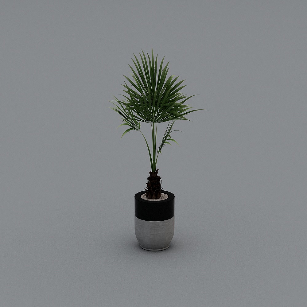 Pianta in Vaso Interna