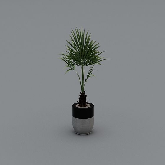 Pianta in Vaso Interna