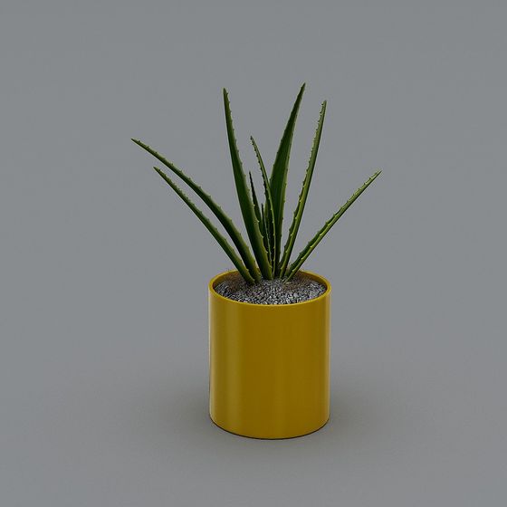 Desert Oasis 3D Model - Indoor Plant