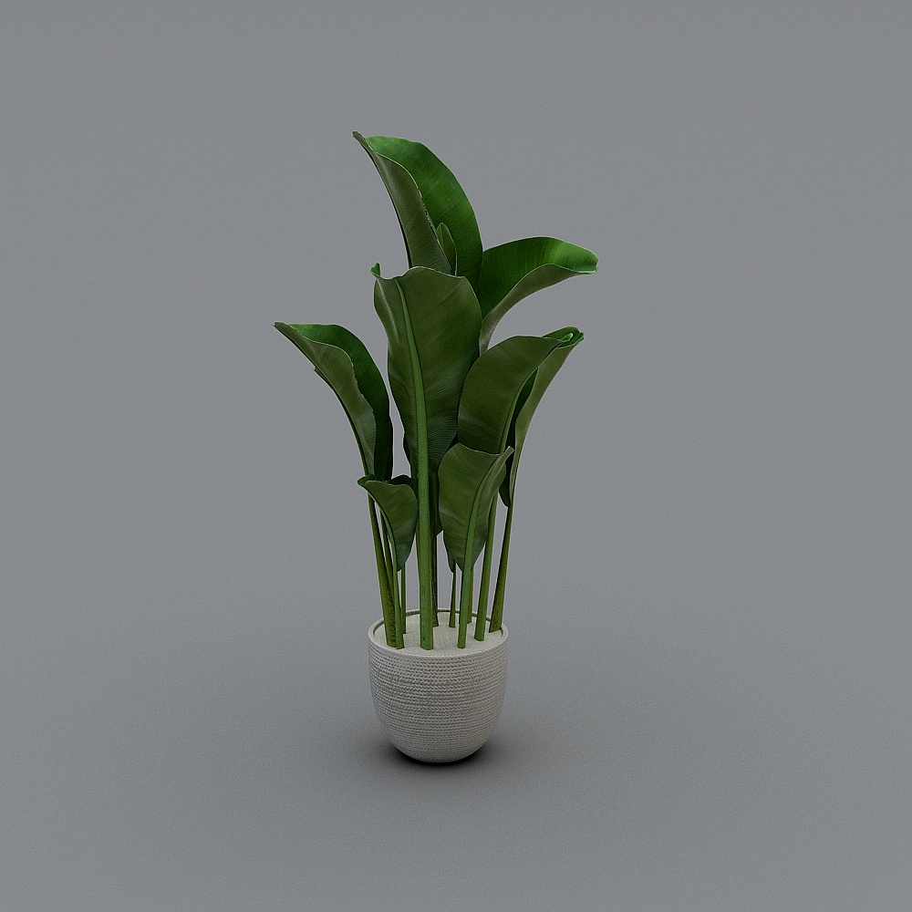Tropical Banana Plant Pot 3D model