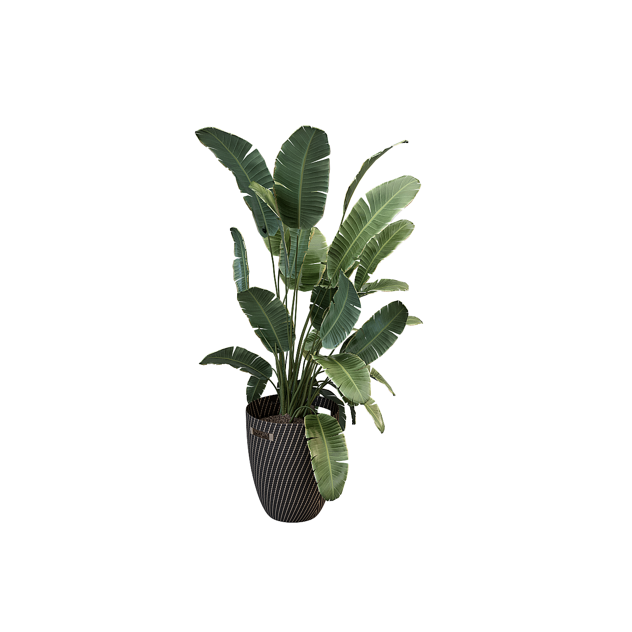 Indoor Potted Plant 3D Model – Low-Poly Green Foliage