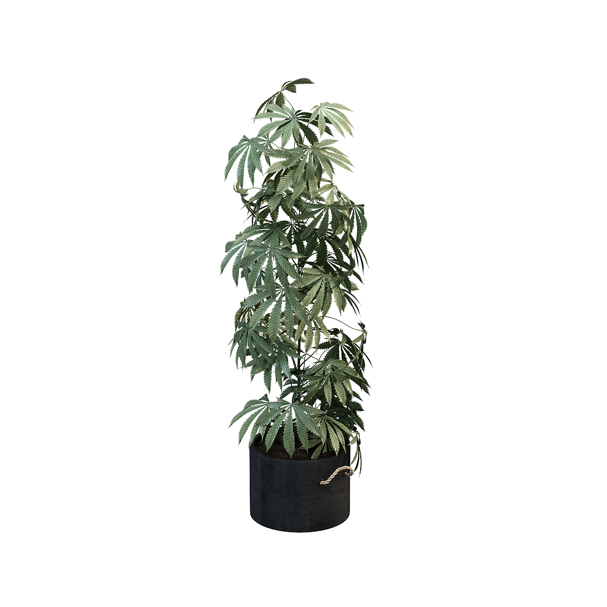 Realistic 3D Cannabis Plant Model – Detailed Textures