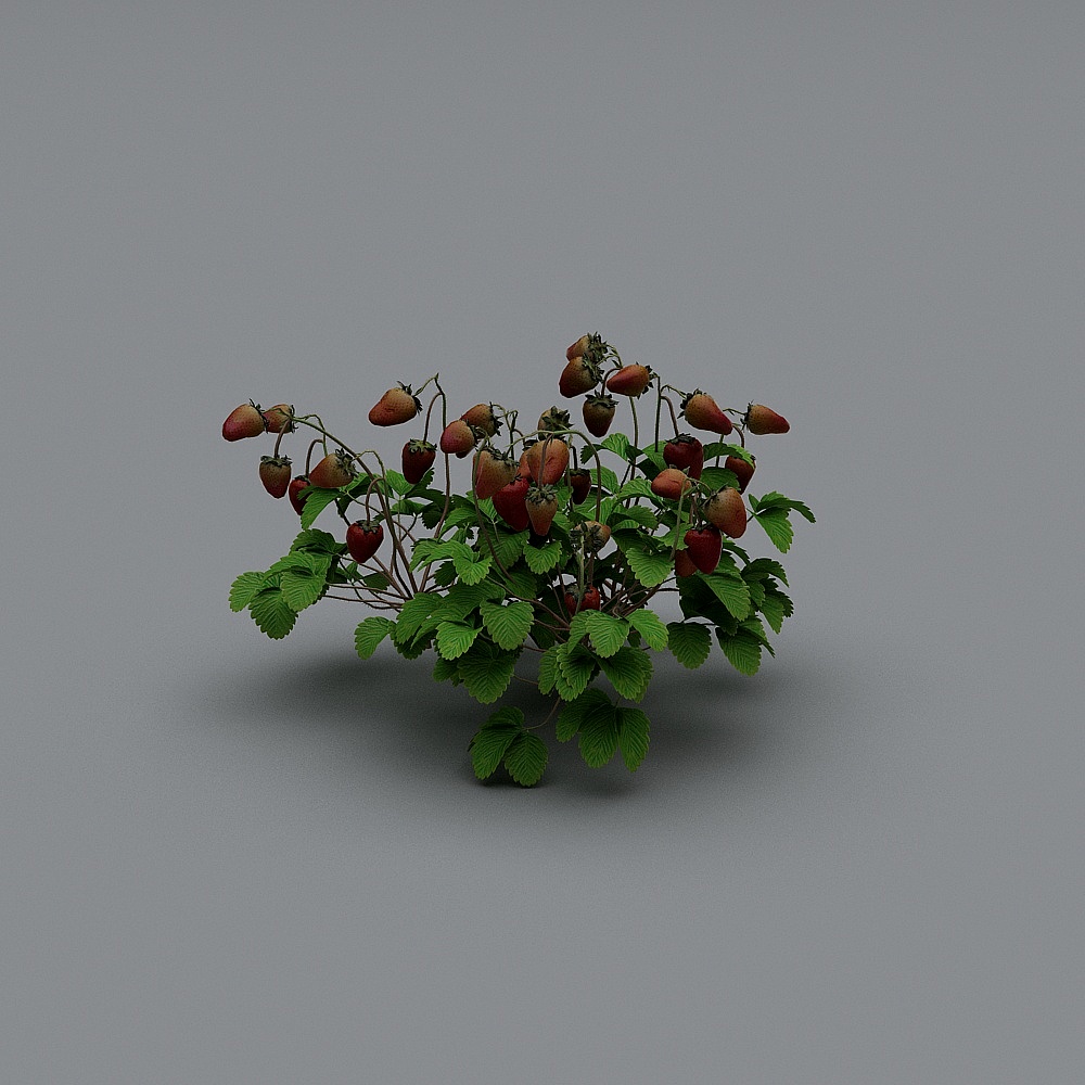 สตรอเบอร์รีสไตล์โมเดิร์น