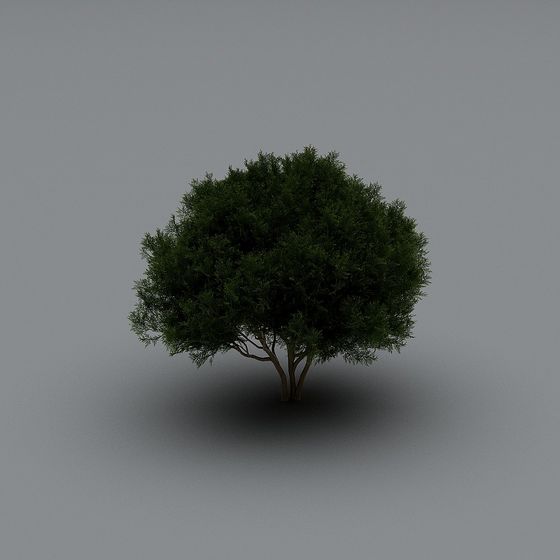 Arbustes Modernes 4-3