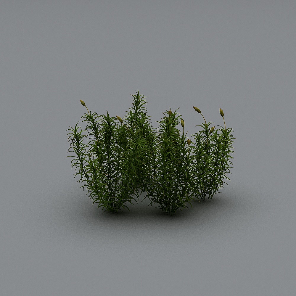 Modern Shrubs