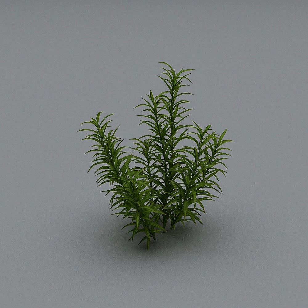 Arbustes Modernes 22-1