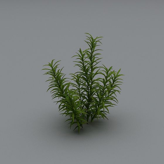 Arbustes Modernes 22-1