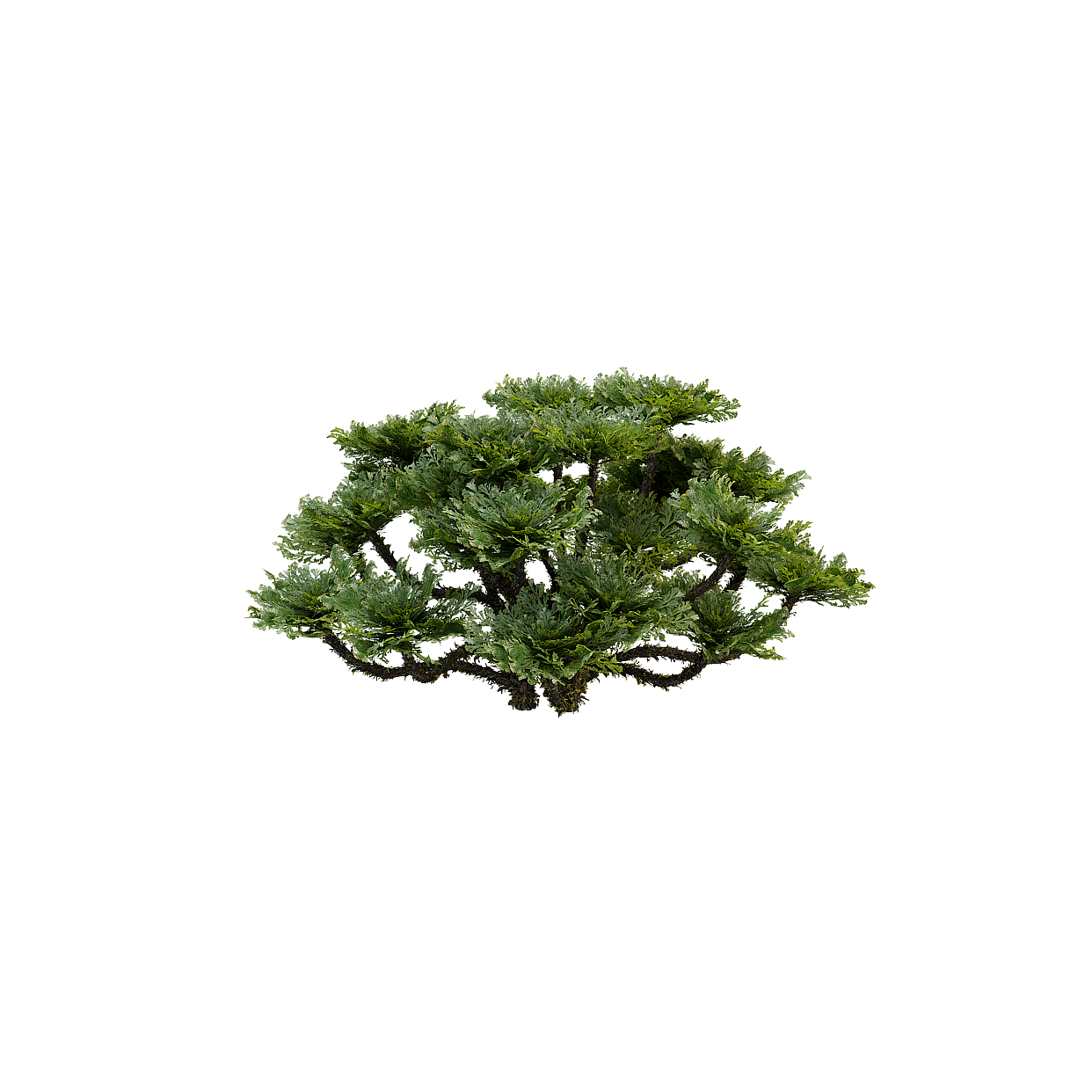 Bonsai Tree Low Poly 3D Model – Vibrant Green Foliage
