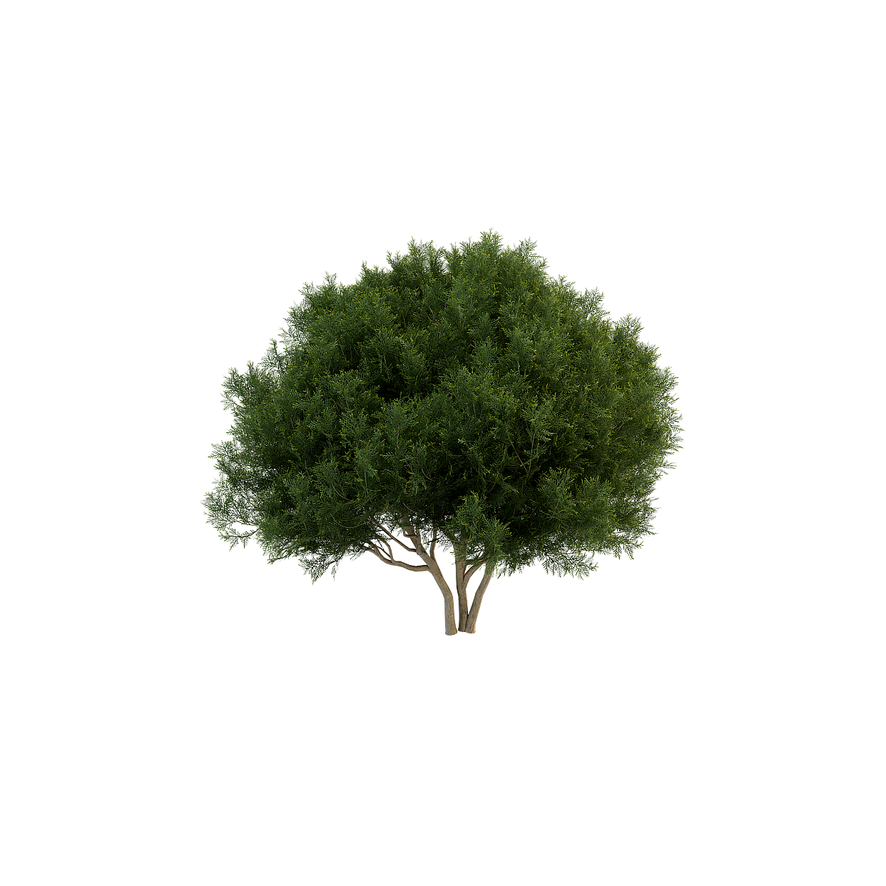 Realistic Low-Polygon 3D Tree Model – Natural Design