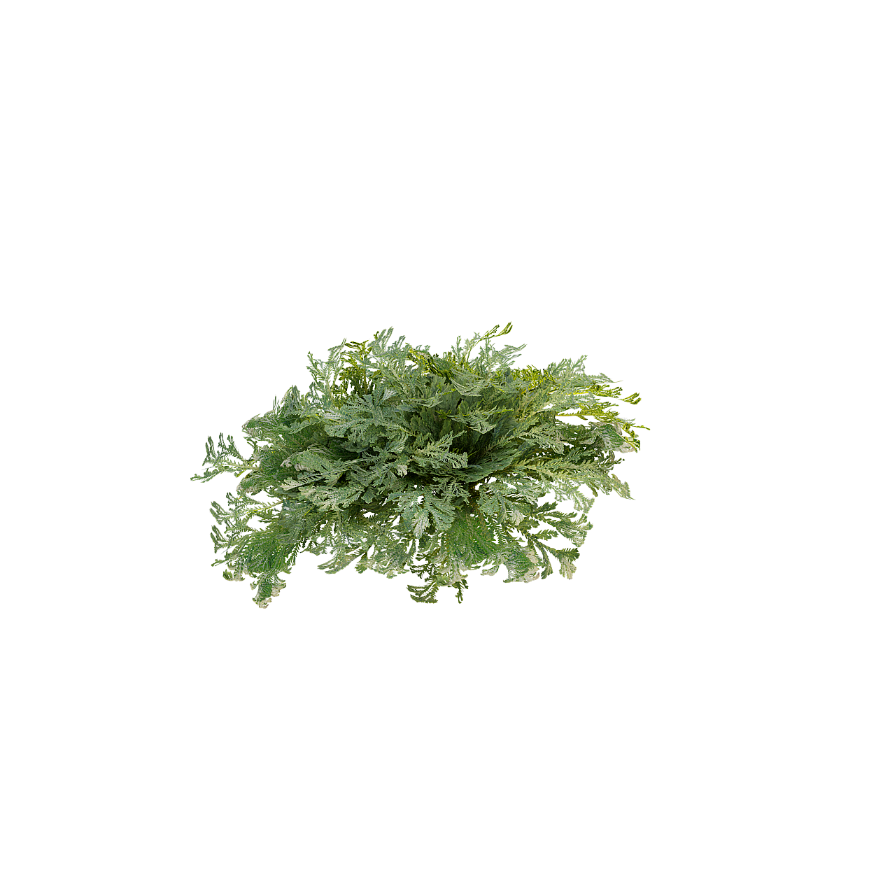 Lush Fern Low-Poly 3D Model – Realistic Green Leaves
