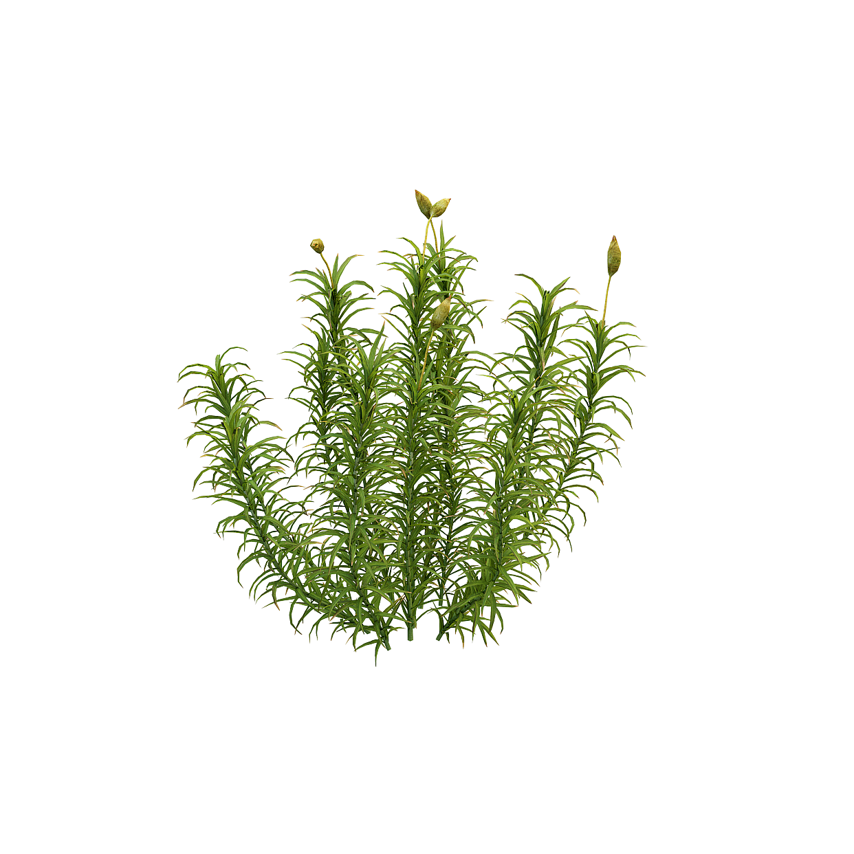 Lush Greenery 3D Model – Low-Poly Natural Foliage